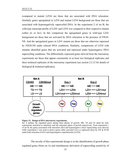 Coordinated regulation of gene expression by E ... - Jacobs University