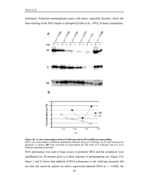 Coordinated regulation of gene expression by E ... - Jacobs University