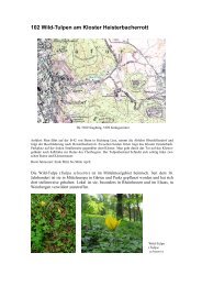 102 Wild-Tulpen am Kloster Heisterbacherrott - Jan-Peter Frahm