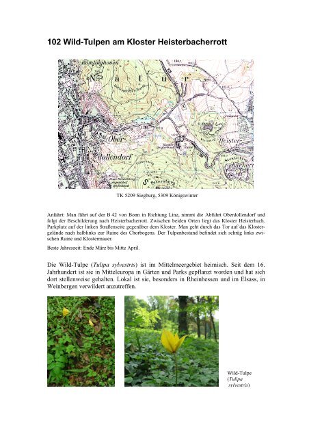 102 Wild-Tulpen am Kloster Heisterbacherrott - Jan-Peter Frahm