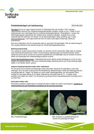 Potatisbladmögel och bekämpning - Jordbruksverket