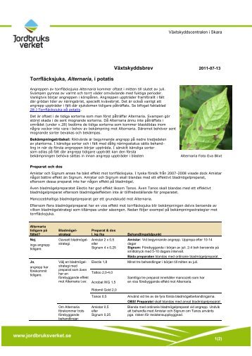 Växtskyddsbrev Torrfläcksjuka, Alternaria, i potatis - Jordbruksverket