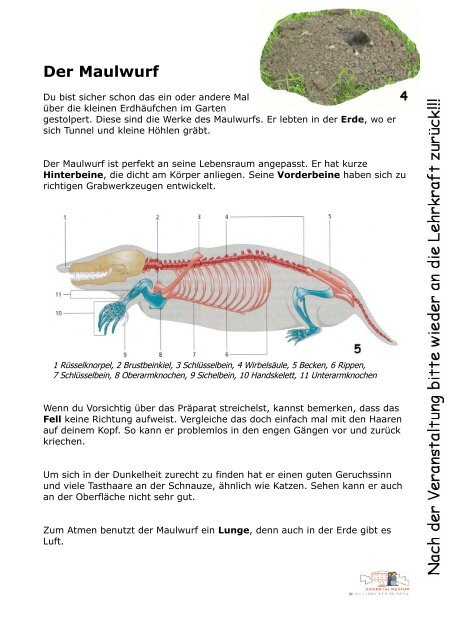 Der Maulwurf - Jugend ins Museum