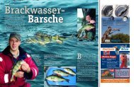 Brackwasser- Barsche - Kalles Angelshop