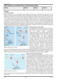 DNA Isolation aus pflanzlichen und tierischen Zellen