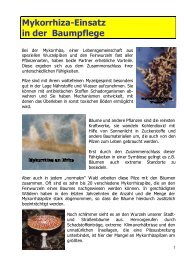 Mykorrhiza-Einsatz in der Baumpflege - Corthum