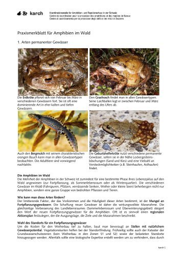 Praxismerkblatt für Amphibien im Wald - karch