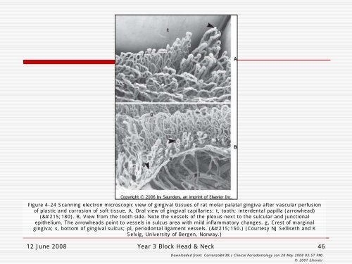 Lecture slides anatomy of periodontium 2008