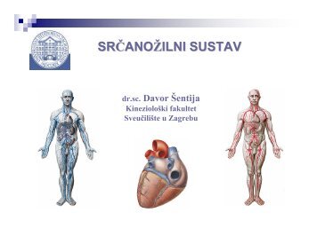 SRČANOŽILNI SUSTAV - Kineziološki fakultet - Sveučilište u Zagrebu