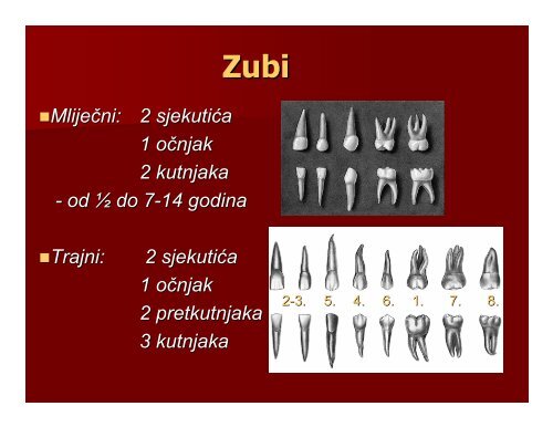 Probavni sustav [3,09 MiB]