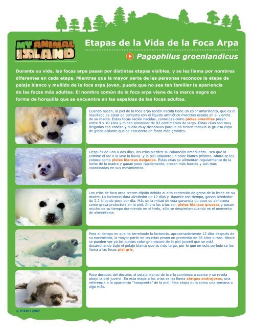 Etapas de la Vida de la Foca Arpa