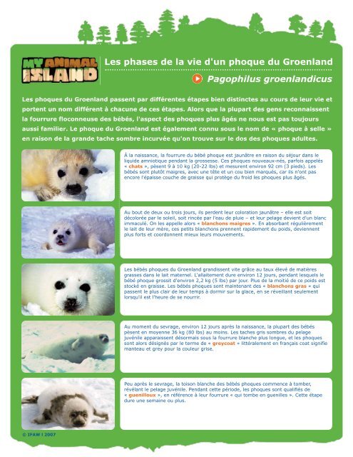 Les Phases De La Vie D Un Phoque Du Groenland Pagophilus