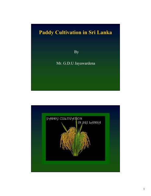 Paddy Cultivation in Sri Lanka - Christiealwis.com