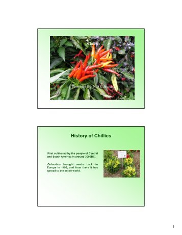History of Chillies - christi - Christiealwis.com