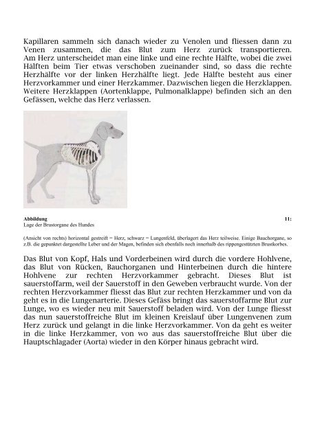 Die Anatomie des Hundes Teil 1: Der Bewegungsapparat Der ...