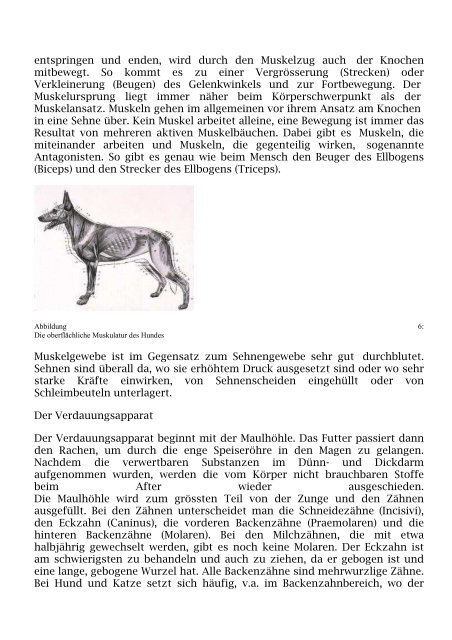 Die Anatomie des Hundes Teil 1: Der Bewegungsapparat Der ...