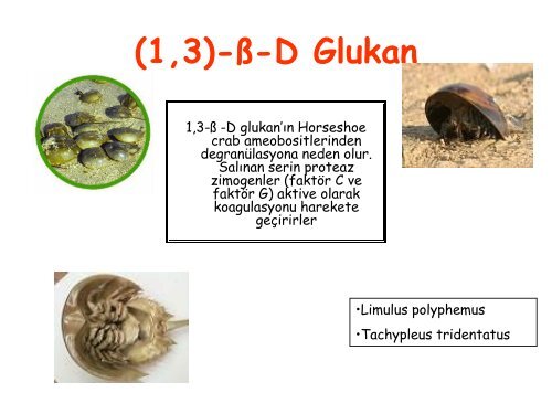 Fungal Enfeksiyonlar: BiyobelirteÃ§ler ve TanÄ±daki RolÃ¼ - Klimik