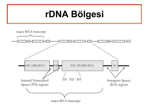 Fungal Enfeksiyonlar: BiyobelirteÃ§ler ve TanÄ±daki RolÃ¼ - Klimik