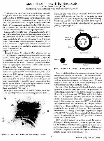 AKUT VÄ°RAL HEPATÄ°TÄ°N VÄ°ROLOJÄ°SÄ° - Klimik Dergisi