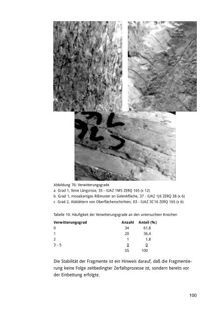 Bißspuren von Säugetieren an rezenten und ... - Knochenarbeit