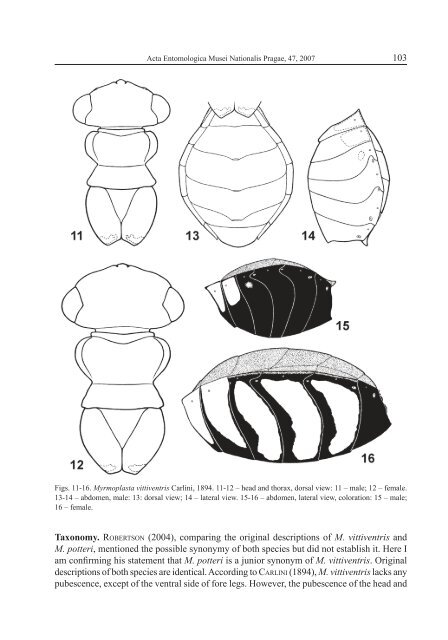 On the Afrotropical species of Myrmoplasta - Acta Entomologica ...