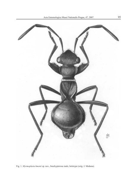 On the Afrotropical species of Myrmoplasta - Acta Entomologica ...