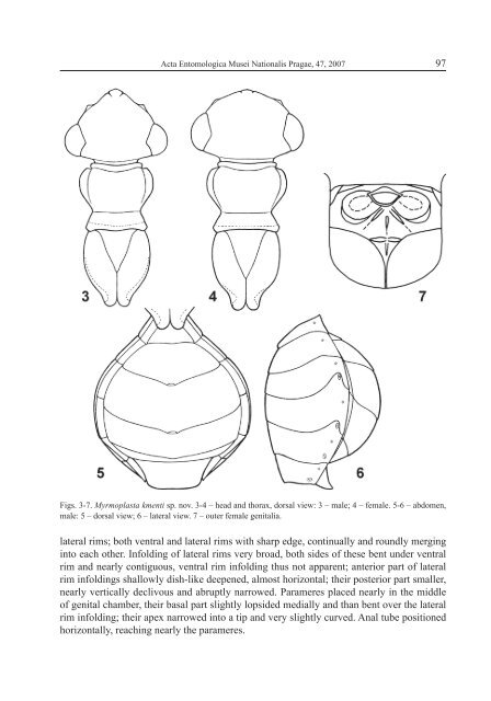 On the Afrotropical species of Myrmoplasta - Acta Entomologica ...