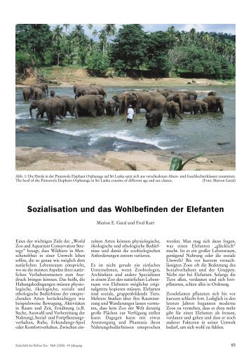 Sozialisation und das Wohlbefinden der Elefanten - Zoo KÃ¶ln