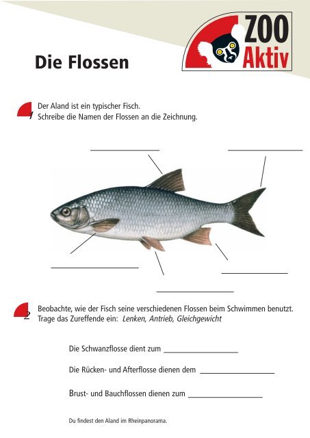 Die Flossen