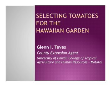 Growing Tomato for Seed in the Garden by Glenn Teves