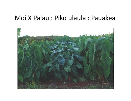 Growing Kalo by Glenn Teves - The Kohala Center