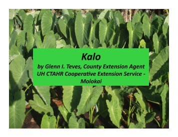 Growing Dryland Taro by Glenn Teves - The Kohala Center
