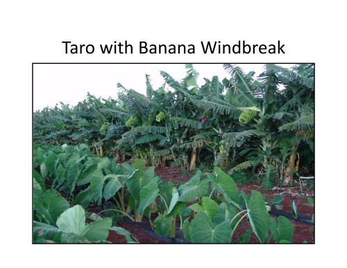 Growing Dryland Taro by Glenn Teves - The Kohala Center