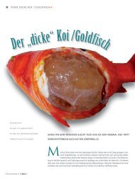 Der âdickeâ Koi /Goldfisch - Koi.de