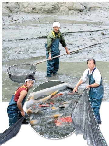 JAPAN - Immer ein Erlebnis! - Koi Kurier