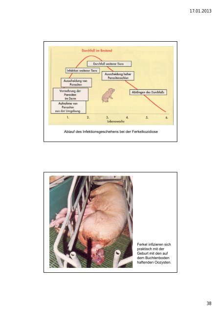 Hygiene Schwein