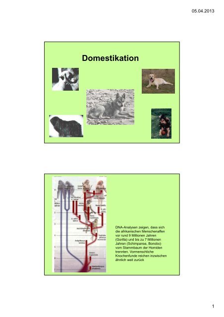 Domestikation