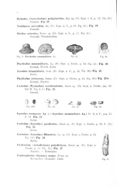 e-book zu 1. - Illustriertes Verzeichnis - kreidefossilien.de