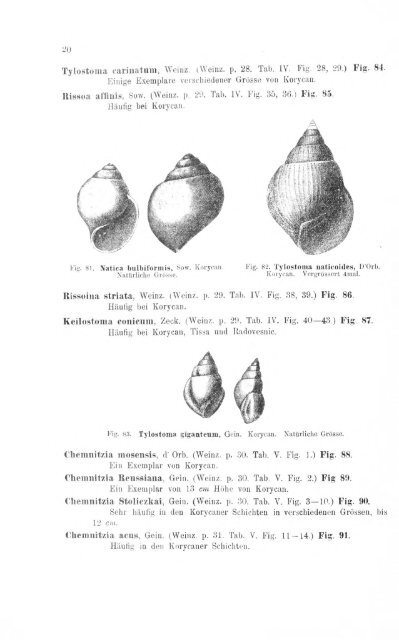 e-book zu 1. - Illustriertes Verzeichnis - kreidefossilien.de