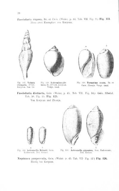 e-book zu 1. - Illustriertes Verzeichnis - kreidefossilien.de