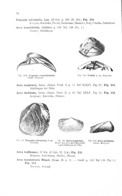 e-book zu 1. - Illustriertes Verzeichnis - kreidefossilien.de