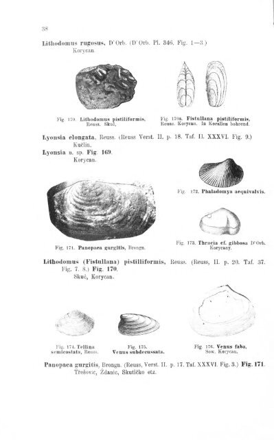 e-book zu 1. - Illustriertes Verzeichnis - kreidefossilien.de