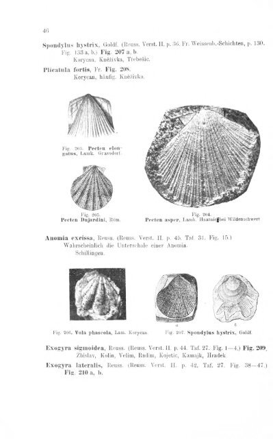 e-book zu 1. - Illustriertes Verzeichnis - kreidefossilien.de