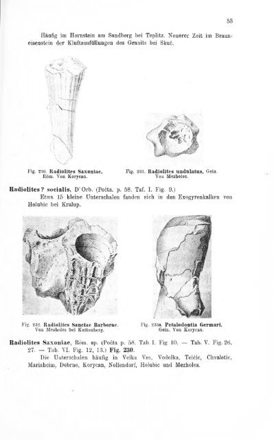 e-book zu 1. - Illustriertes Verzeichnis - kreidefossilien.de