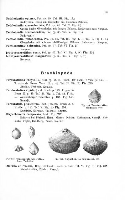 e-book zu 1. - Illustriertes Verzeichnis - kreidefossilien.de