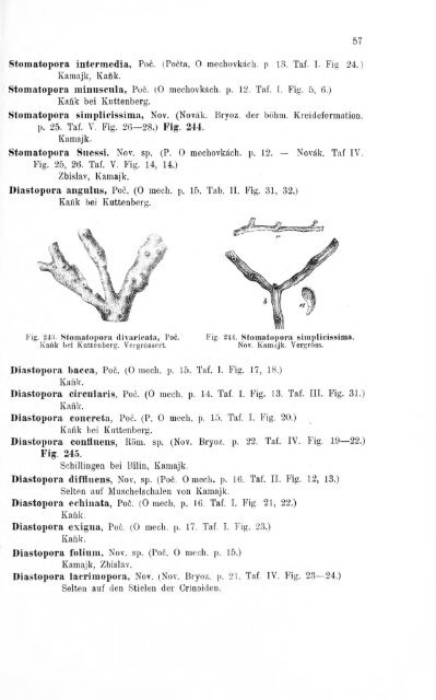 e-book zu 1. - Illustriertes Verzeichnis - kreidefossilien.de