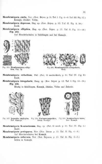 e-book zu 1. - Illustriertes Verzeichnis - kreidefossilien.de