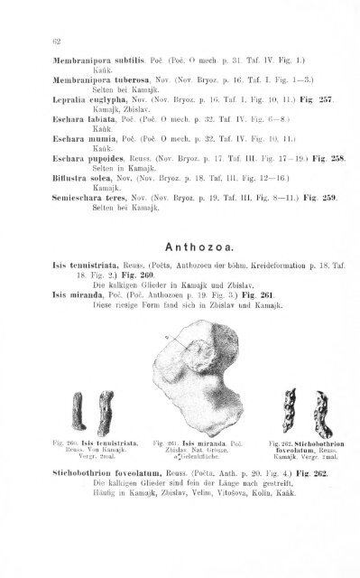 e-book zu 1. - Illustriertes Verzeichnis - kreidefossilien.de