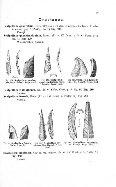 e-book zu 1. - Illustriertes Verzeichnis - kreidefossilien.de