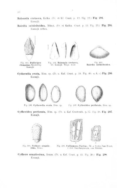 e-book zu 1. - Illustriertes Verzeichnis - kreidefossilien.de